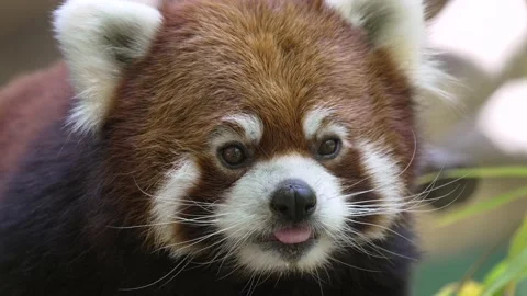 Close up red panda moves its ears with tongue out Stock Footage 197708632