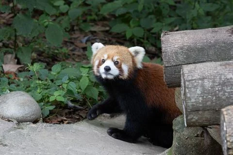 Close up Red Panda Peeking from Behind Wooden Log Stock Photos