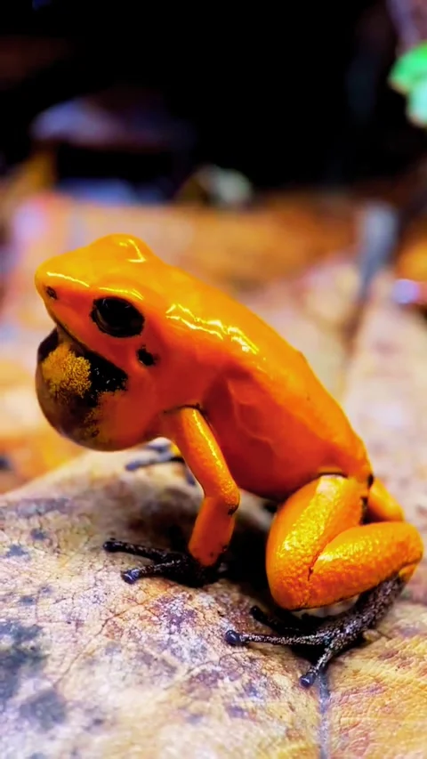 Close up of a Red Panda Resting on a Tree Branch Stock Footage 331505683