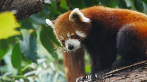 Close up of a red panda in a tree Stock Footage 132471380