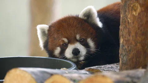 Close-up of red panda's curious face, round ears and expressive eyes capturing Stockbeeldmateriaal 341477175