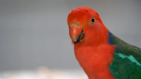 A close up of a Red Parakeet bird Video stock 108138591