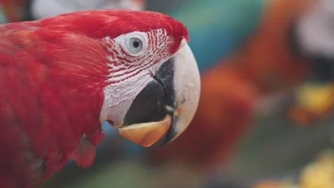 Close up of a red parrot eating a snack 库存影片 335672604