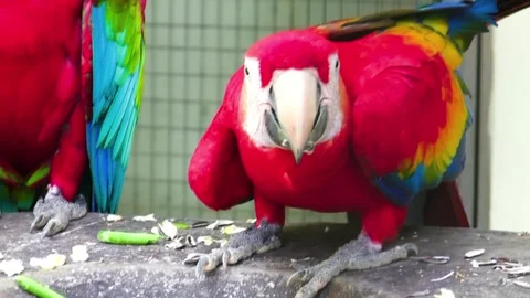 A close up of a Red Parrot Stock Footage 327052685