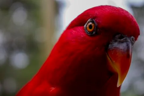 Close-up for a red parrot. Stock Photos
