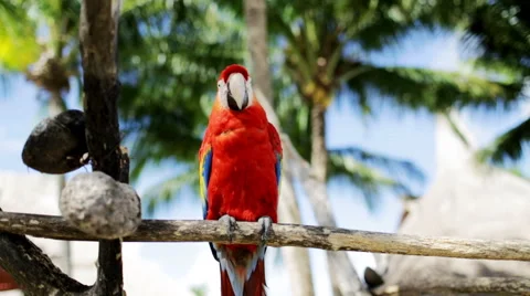 Close up of red parrot sitting on perch Stock Footage 40732359