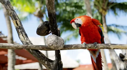 Close up of red parrot sitting on perch Stock Footage 41190805