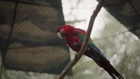Close up red parrot standing on a tree branch and looking at camera. Stock Footage 280955612