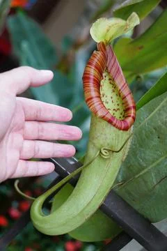 Close-up of a red pattern of a carnivorous pitcher plant, its intricate pat.. Stock Photos