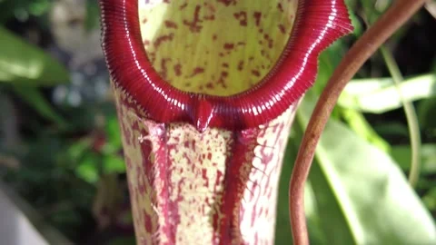 Close up of the red pattern ribs of a carnivorous Pitcher plant Stock Footage 174463099