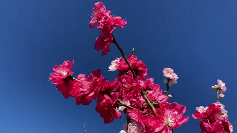 Close Up of  Red Peach Blossoms on Branch Against Clear Blue Sky Sydney Video Stock Footage 338433745