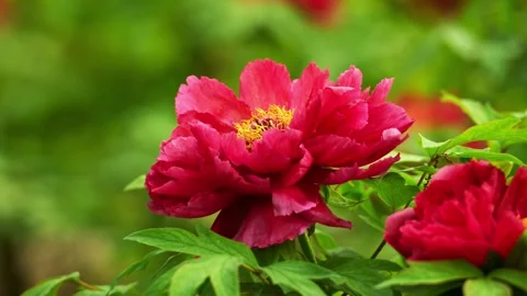 Close-up of red peonies on a spring day Stock Footage 332600229