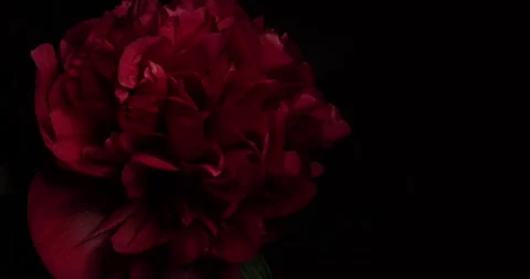Close up on a red peony bathed by variable light on black background Video stock 143410924