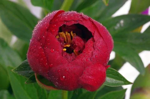 Close Up of Red Peony Stock-Fotos
