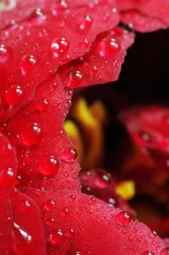 Close Up of Red Peony Stock Photos