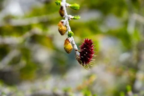 Close-up of a red pine cone Stock Photos
