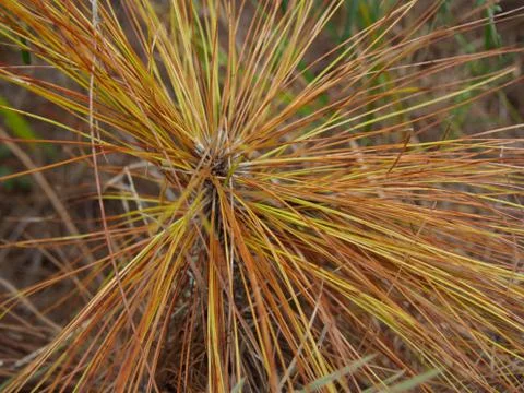 Close up red pine leave in the forest Stock Photos