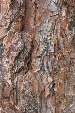 Close up of red pine tree bark texture. background Stock Photos