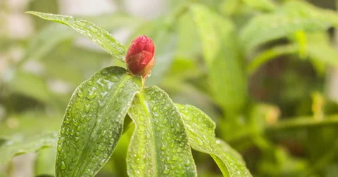 A close in a Red Plant in the backyard of a house in Brazil Sao Paulo Stock Footage 56965018