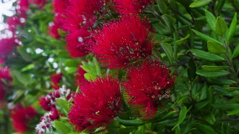 Close up of red plant Stock Footage 229079411