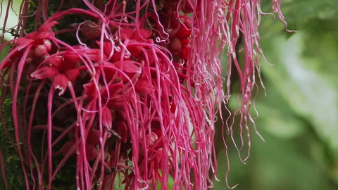 Close up of Red plants, flowers in the rainforest of the Amazon basin in Ecuador Stock Footage 266489363