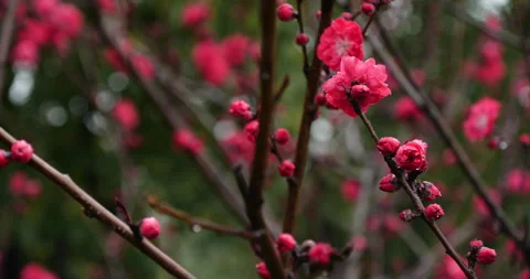 Close-Up red plum blossoms blooming on branches during spring rain shower Stock Footage 342023670