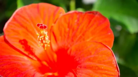 Close up red pollen Stock Photos