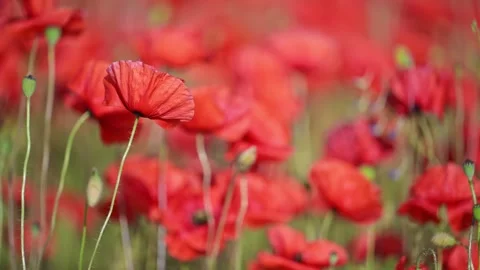 Close-up red poppies moving gently in a green field. Stock Footage 310098992