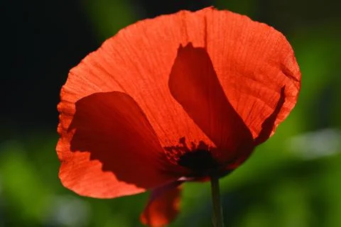 Close up of red poppy flower Stock Photos