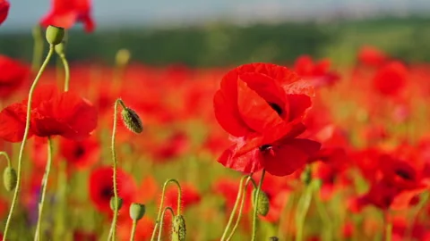 Close up of red poppy flowers on the wind, slow motion. Natural background. Stock Footage 267085366
