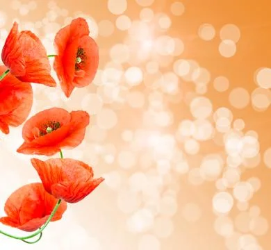 Close up of red poppy Stock Photos