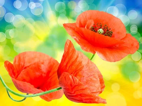 Close up of red poppy Stock Photos