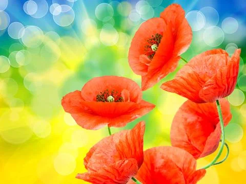 Close up of red poppy Stock Photos