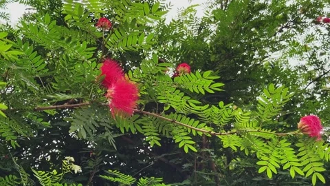 Close Up of Red Powder Puff Flowers on Calliandra haematocephala with Lush Stock Footage 344582553