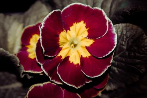 Close-up of a red primrose. Stock Photos