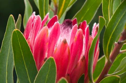 Close-up of a red protea flower Stock Photos