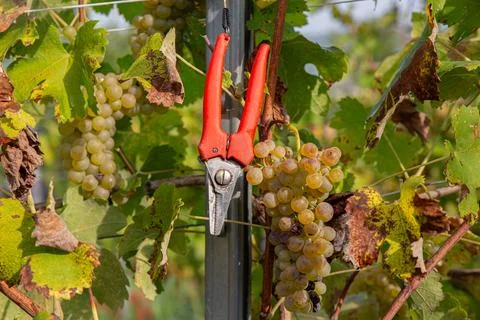 Close-up Red Pruning Tool Among Autumn Vineyard Leaves Stock Photos