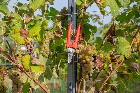 Close-up Red Pruning Tool Among Autumn Vineyard Leaves Stock Photos