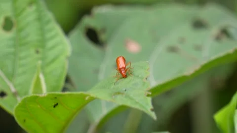 Close up of Red pumpkin beetle Stock Footage 311729180