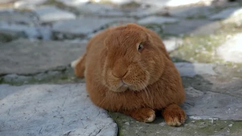 A close-up of a red rabbit lying on the rocks on the form. Rabbit farm. Stock Footage 270364727