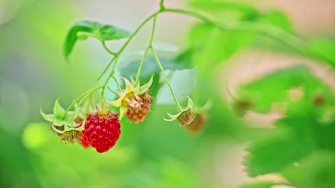 Close-up of red raspberries on branches with green leaves Stock Footage 337669985