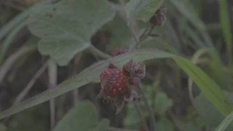 Close-up of Red Raspberry Aggregate Fruit Stock-Footage 343664652