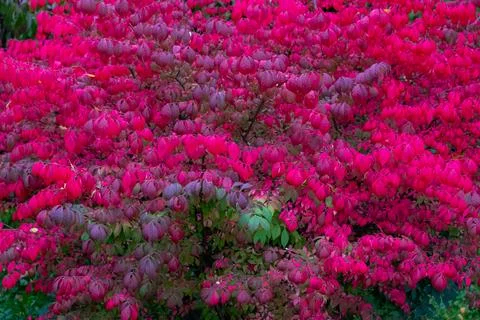 Close up red-raspberry colors winged euonymus bush in fall park. Beautiful Stock Photos