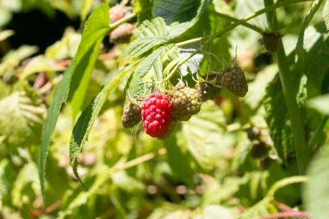Close-up of red raspberry on plant varieties Tulameen Stock Photos