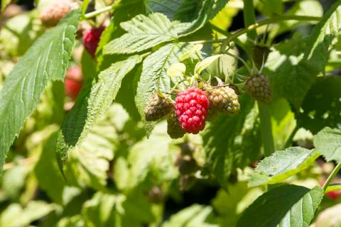 Close-up of red raspberry on plant varieties Tulameen Stock Photos