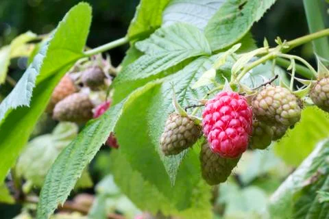 Close-up of red raspberry on plant varieties Tulameen Stock Photos