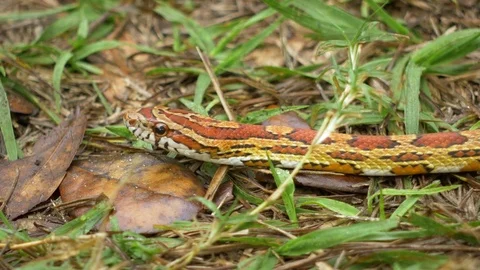 Close-Up of Red Rat/ Corn Snake, 4K Stock Footage 72555377