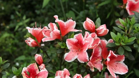 Close up of red rhododendron flowers in the wind Stock Footage 48645328