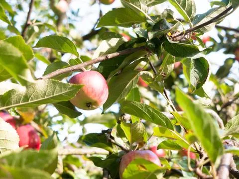 Close up of red ripe apple on tree in back garden Stock Photos