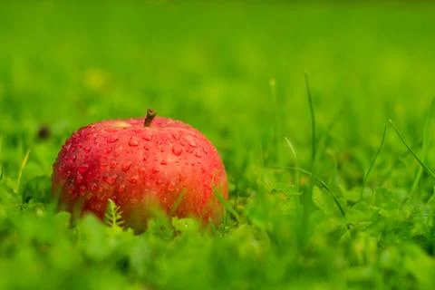 Close-up of red ripe apple with water drops on green grass in the garden Stock Photos